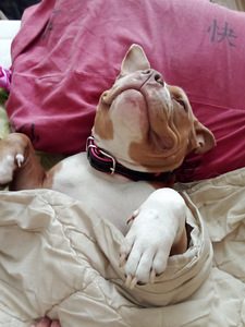 Emane American Bully puhtatõuline koer (2 foto / 3)