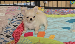 Chihuahua kutsikas (1 foto / 1)