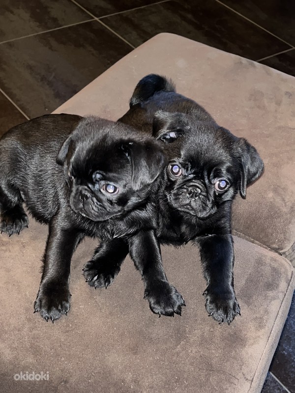 Mustad mopsi kutsikad Tallinn Loomad, Koerad osta ja müü okidoki