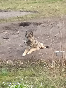 Ära anda koer (6 foto / 10)