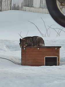 Ära anda koer (10 foto / 10)