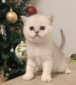 Шотландские котята (6 фото из 10)