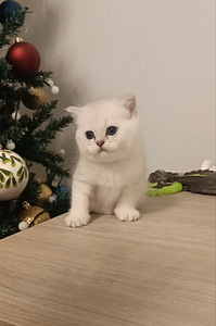 Шотландские котята (7 фото из 10)