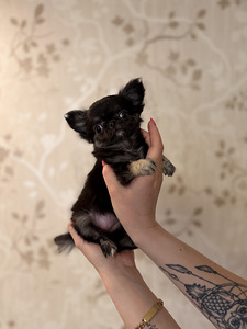Kutsikas chihuahua (1 foto / 3)