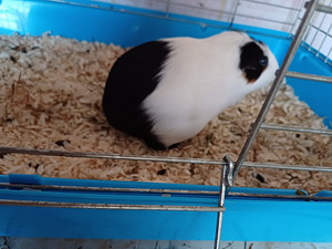 Продам морскую свинку