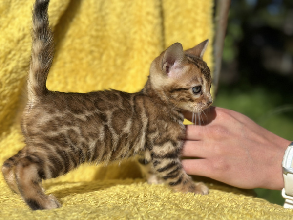 Бенгальские котята