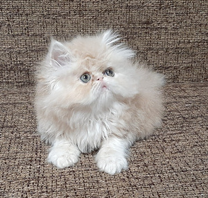 Персидские котята (3 фото из 4)