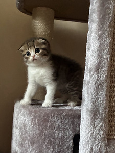 Scottish Fold/Straight kassipojad (2 foto / 4)