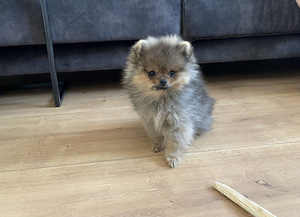 Pomeranian/ Kääbusspitz (2 foto / 4)