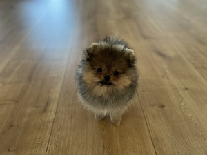 Pomeranian/ Kääbusspitz (3 foto / 4)