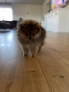 Pomeranian/ Kääbusspitz (4 foto / 4)