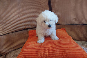 Bichon Frise Kutsikas (1 foto / 5)