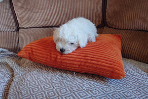 Bichon Frise Kutsikas (3 foto / 5)
