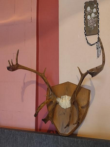 Sarved (3 foto / 3)
