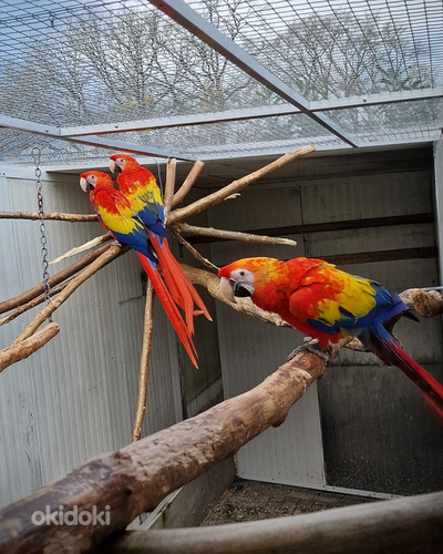 Scarlet Macaw – Linnumaailma elav leek ja tõeline isiksus