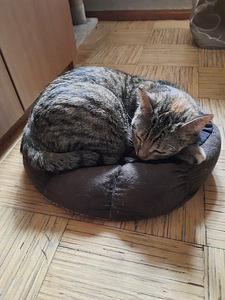 Cat looking for lovely home (5 foto / 10)