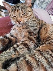 Cat looking for lovely home (7 foto / 10)