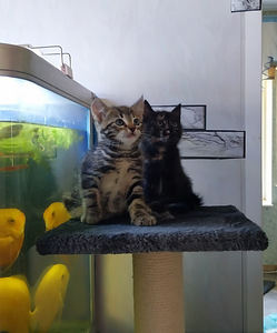 Котики. Kassipojad. (3 фото из 3)