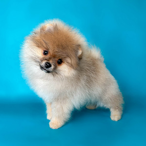 Rādīt daudzsološs Pomeranian Pomeranian meitene (2 foto no 8)