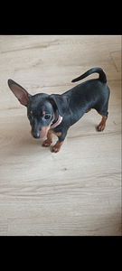 Карликовый пинчер (2 фото из 5)