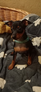 Карликовый пинчер (5 фото из 6)