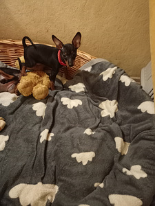 Карликовый пинчер (6 фото из 6)