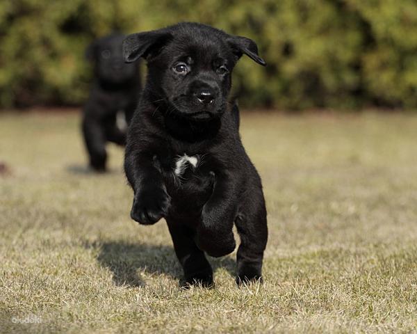 Labrador retrieveri kutsikad/ black labradori kutsikad FCI (foto #5)
