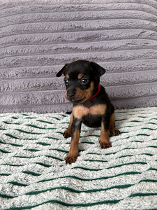 Щенки русского той-терьера (1 фото из 8)