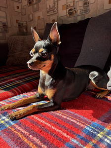 Щенки русского той-терьера (7 фото из 8)