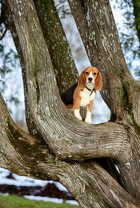 Beagle kutsikad (3 foto / 3)