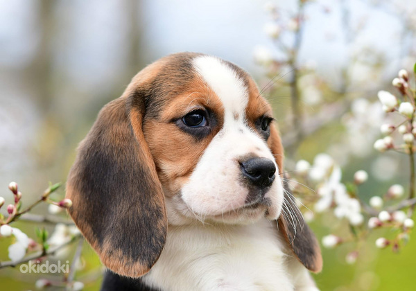 Beagle puppy