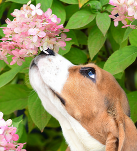 Beagle puppy (5 foto / 7)