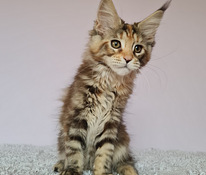 Maine Coon d22, f22