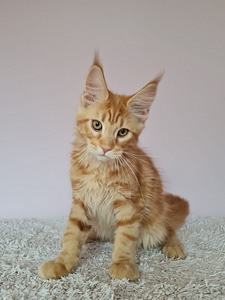 Maine Coon d22, f22 (4 foto no 8)