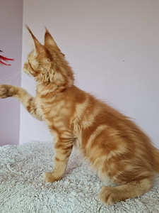 Maine Coon d22, f22 (5 foto no 8)