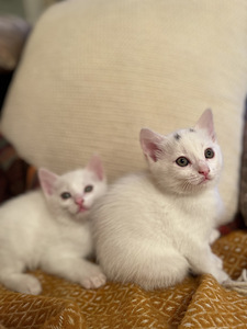 Kiisud, котята (2 фото из 4)