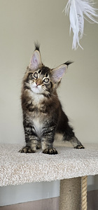 Maine Coon (2 foto / 5)