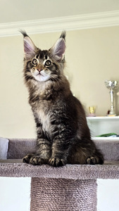 Maine Coon (3 foto / 5)