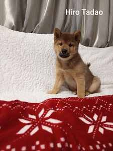 Siba inu (2 foto no 3)