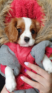 Cavalier King Charles Spaniel (4 foto no 4)
