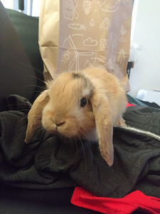 3 armsat jänkubeebit otsivad kodu! (1 foto / 4)
