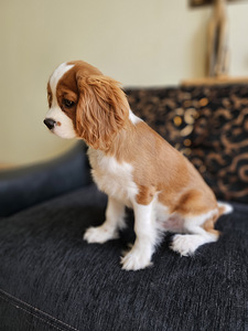 Cavalier king charles spaniel (1 foto / 6)