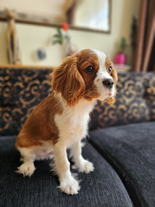 Cavalier king charles spaniel (5 foto / 6)