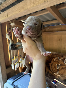 Pitbulli kutsikad Eesti. ameerika pitbullterjer (2 foto / 10)