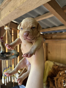 Pitbulli kutsikad Eesti. ameerika pitbullterjer (4 foto / 10)