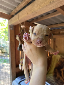 Pitbulli kutsikad Eesti. ameerika pitbullterjer (5 foto / 10)