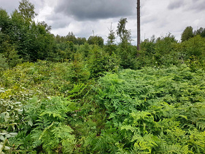 Võsalõikaja (5 foto / 5)