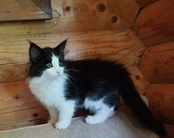 Норвежская лесная кошка
