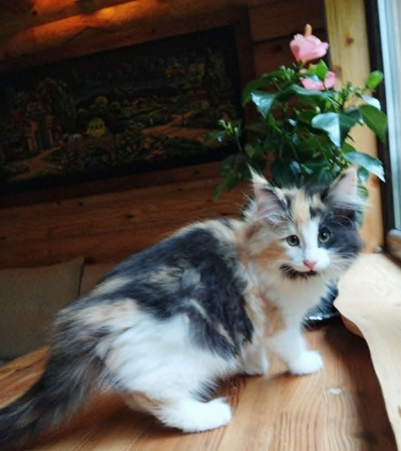 Норвежская лесная кошка