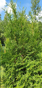 Elupuu Smaragd 2m 20 tk (2 foto / 4)